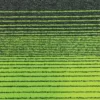 PRIMA GRADUAL green